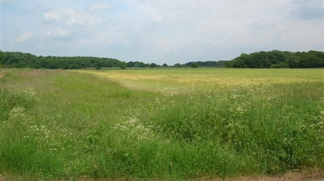 Farmland between Linton on Ouse & Aldwark. The edge of Aldwark wood is on the left.