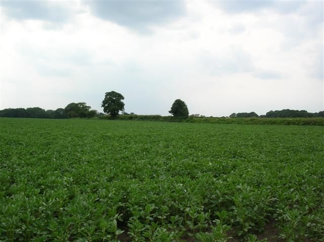 Towards Low Barn Farm. The track to Low Barn Farm runs along the hedgerow.