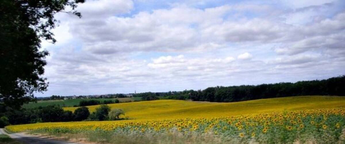 A rural landscape with a road, fields of sunflowers, and a cloudy sky.