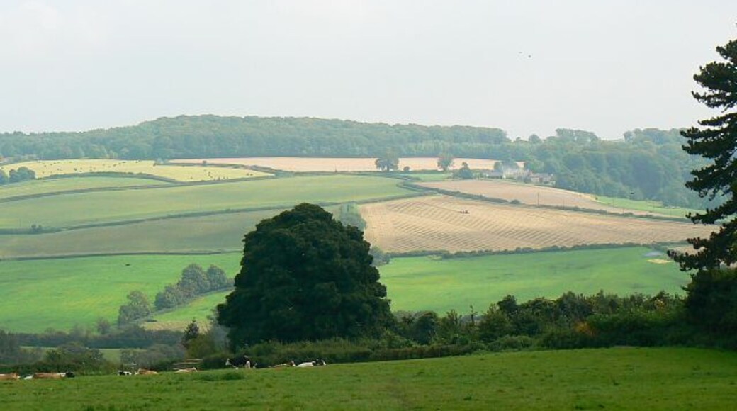 A view east from Sevenleaze Lane, Horsepools, Gloucestershire The land descends from here to the Wash Brook and then rises again towards Painswick. The cattle and the hedge just behind them are in this square. The tree beyond is in the next square east.