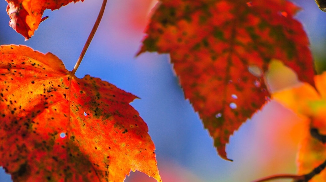 Colorful Autumn Trees on Xiakelo(or Shihlu) Historic Trail, Hsinchu, Taiwan; Shutterstock ID 481006891