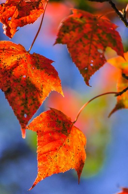 Colorful Autumn Trees on Xiakelo(or Shihlu) Historic Trail, Hsinchu, Taiwan; Shutterstock ID 481006891