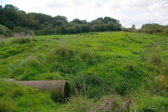 Uncut Grass on River Derwent Bank, south-west of Bubwith, East Riding of Yorkshire, England.