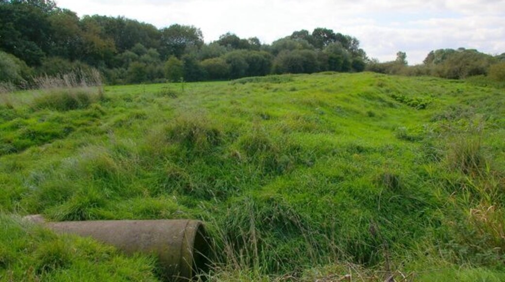 Uncut Grass on River Derwent Bank, south-west of Bubwith, East Riding of Yorkshire, England.