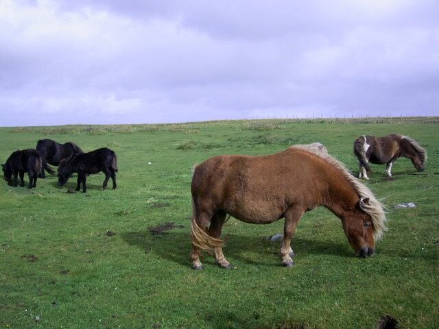 Shetland ponies near Clothie, South Mainland The square is mainly rough grassland. The few scattered houses in it didn't seem to me more distinctive than the ponies!