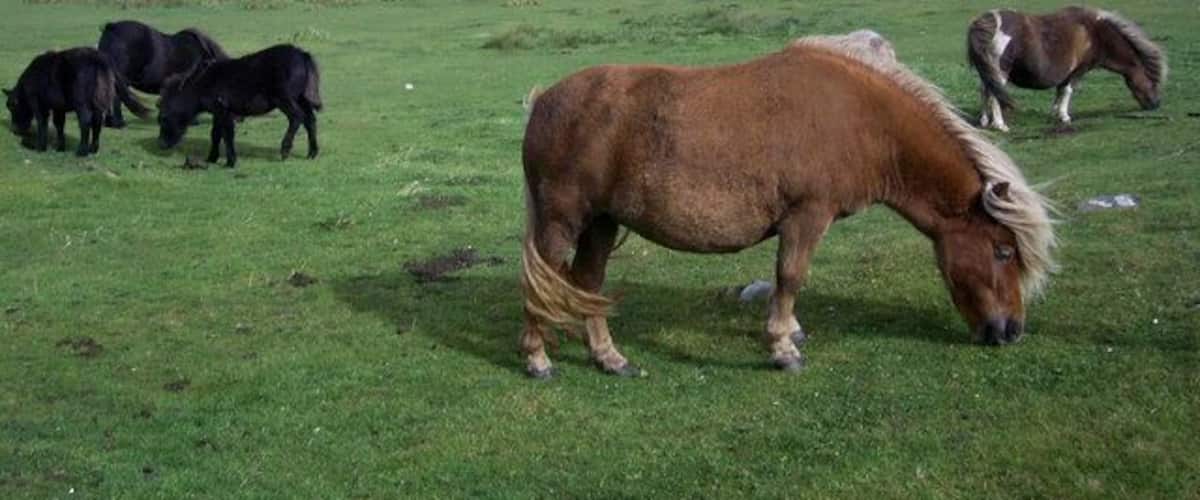 Shetland ponies near Clothie, South Mainland The square is mainly rough grassland. The few scattered houses in it didn't seem to me more distinctive than the ponies!