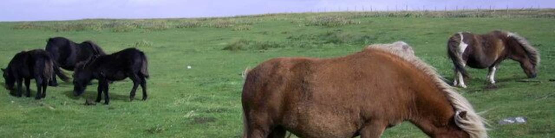 Shetland ponies near Clothie, South Mainland The square is mainly rough grassland. The few scattered houses in it didn't seem to me more distinctive than the ponies!