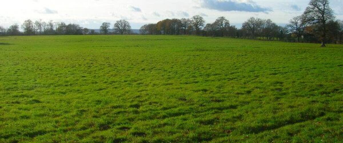 A vast green field with a line of trees in the distance under a partly cloudy sky.