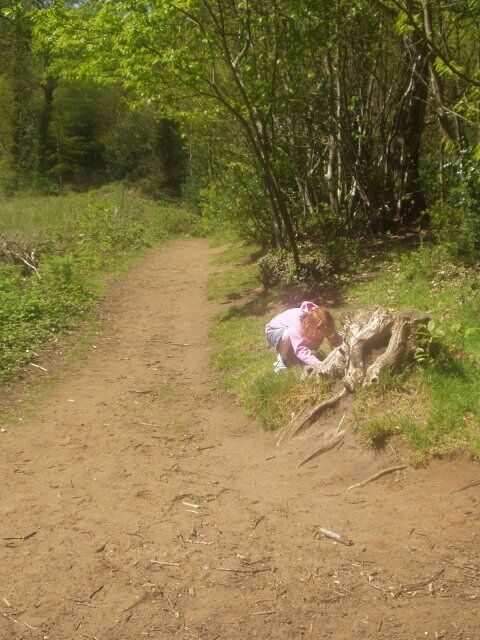 Footpath in Winford Woods