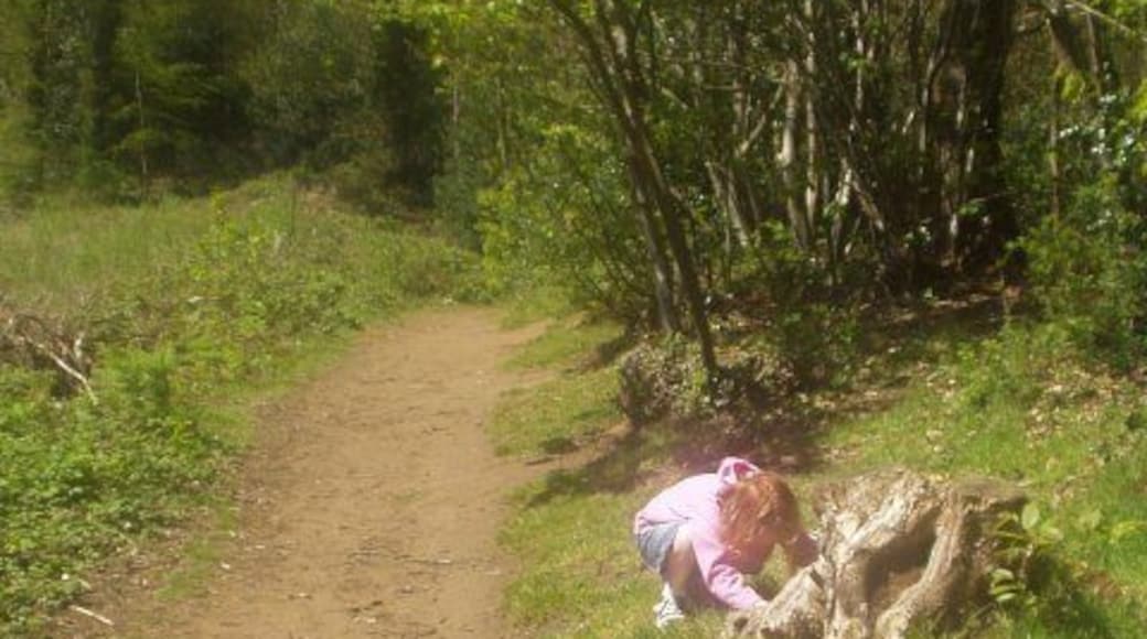 Footpath in Winford Woods