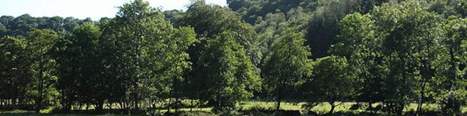 North Molton: the Bray valley Towards Reapham Wood, where the Tarka Trail runs. Trees on the flood plain stand on the river's banks