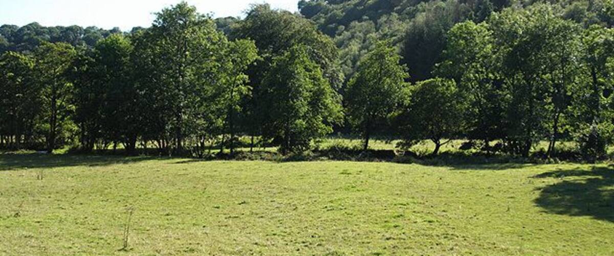A grassy field with trees and a hill in the background.