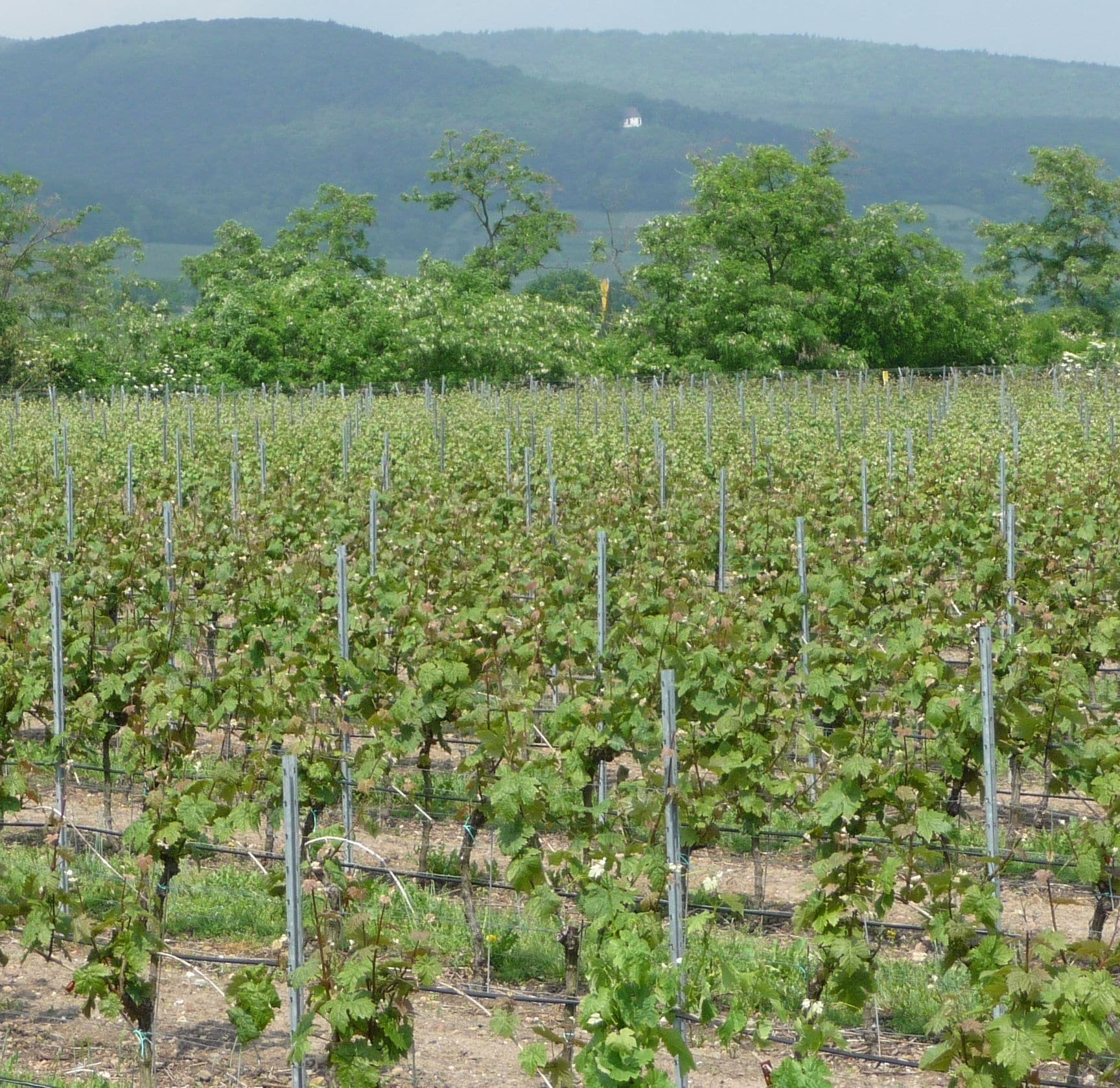 Weinberge bei Ruppertsberg mit Blick zum Pfälzerwald