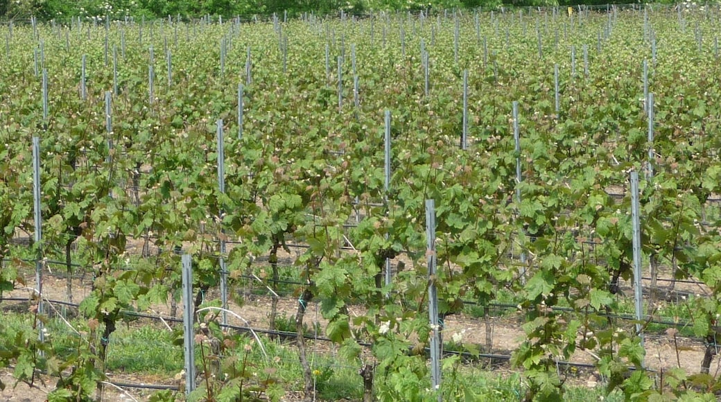 Weinberge bei Ruppertsberg mit Blick zum Pfälzerwald