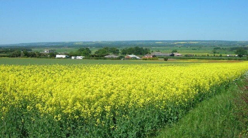 Farmland South of Willerby