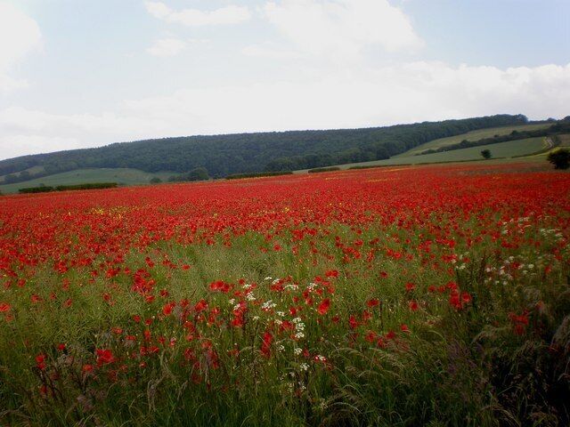 Ablaze with poppies! A magnificent splash of colour enlivens the countryside along the A64 near the junction with the B1249 (Staxton Hill road), seen in the background on the right of the photo.