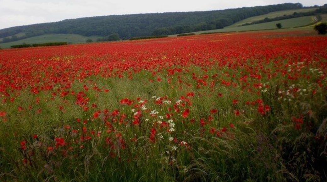 Ablaze with poppies! A magnificent splash of colour enlivens the countryside along the A64 near the junction with the B1249 (Staxton Hill road), seen in the background on the right of the photo.
