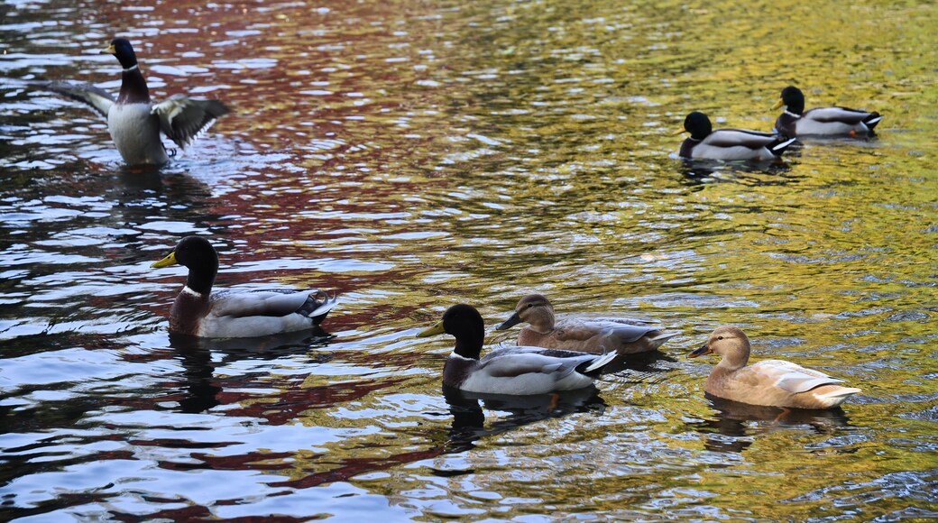 River Medway at Allington