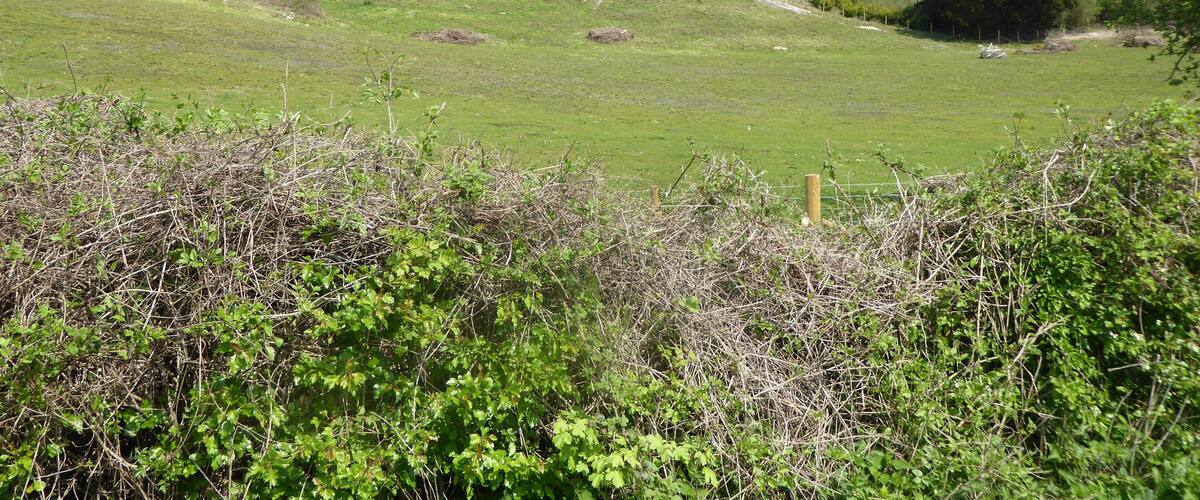 Boxley Warren is a Local Nature Reserve north of Maidstone in Kent.