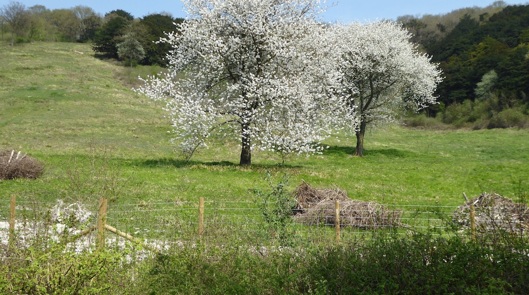 Boxley Warren is a Local Nature Reserve north of Maidstone in Kent.