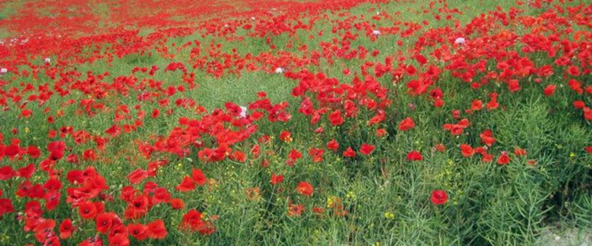 Poppy Field at Boarley Farm