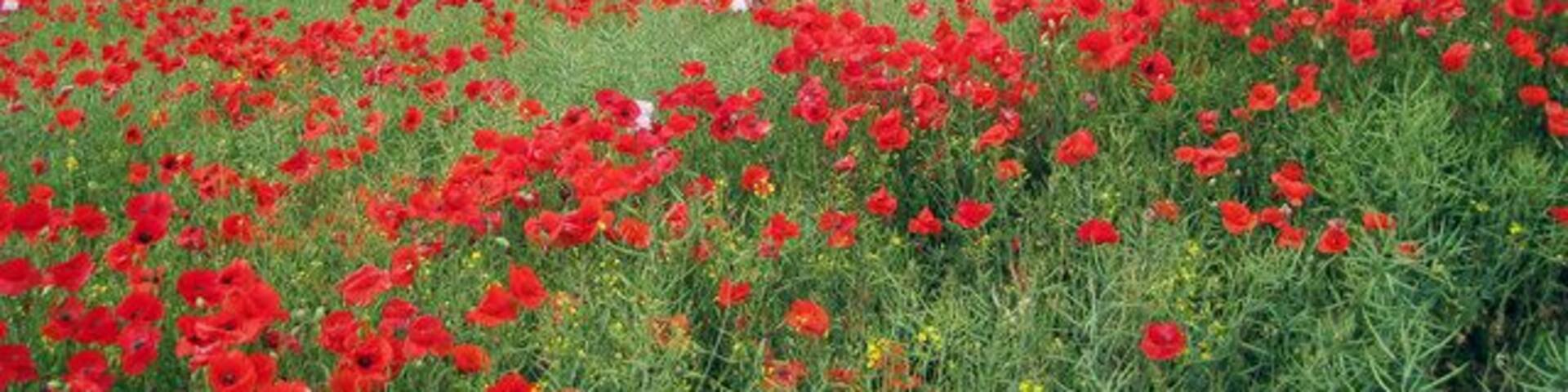 Poppy Field at Boarley Farm