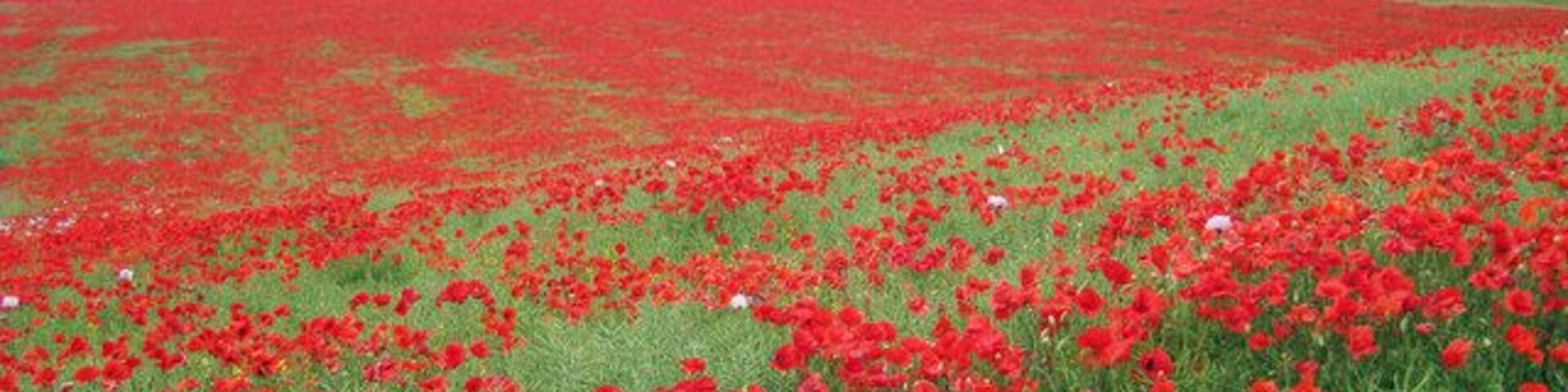 Poppy Field at Boarley Farm