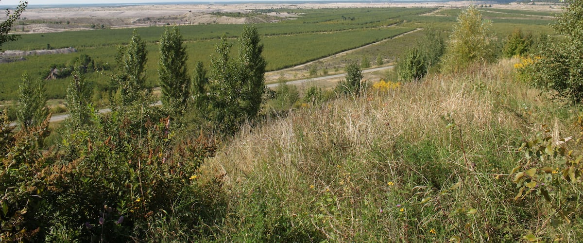 A landscape with rolling hills, green fields, and wind turbines in the distance.