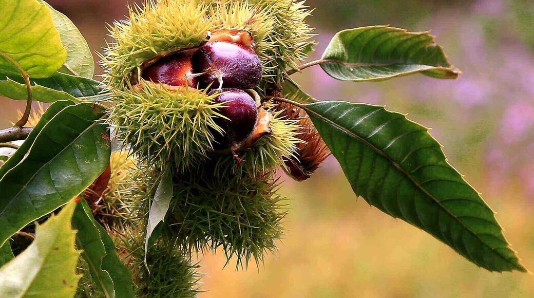 Chinese #chestnut season is coming, Kam shine bright, sweet and delicious,are you ready>_>
https://twitter.com/Beautifulgx
