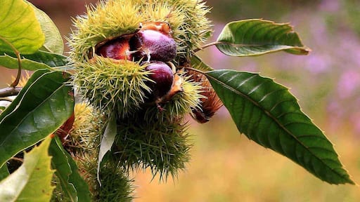 Chinese #chestnut season is coming, Kam shine bright, sweet and delicious,are you ready>_>
https://twitter.com/Beautifulgx