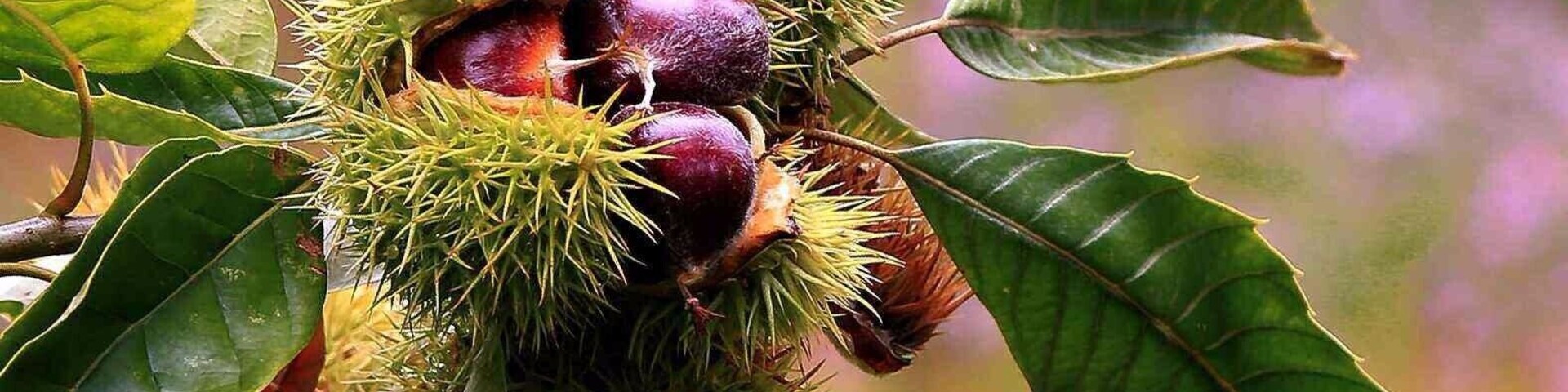 Chinese #chestnut season is coming, Kam shine bright, sweet and delicious,are you ready>_>
https://twitter.com/Beautifulgx