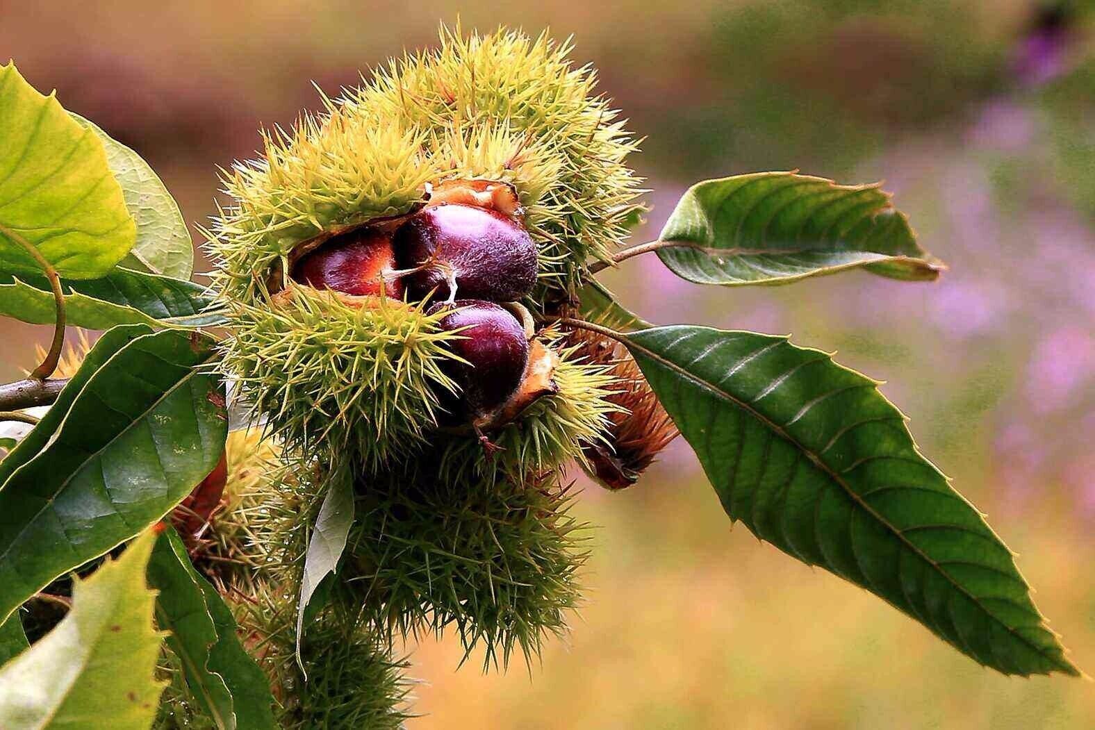 A chestnut cluster with spiky husks and green leaves.