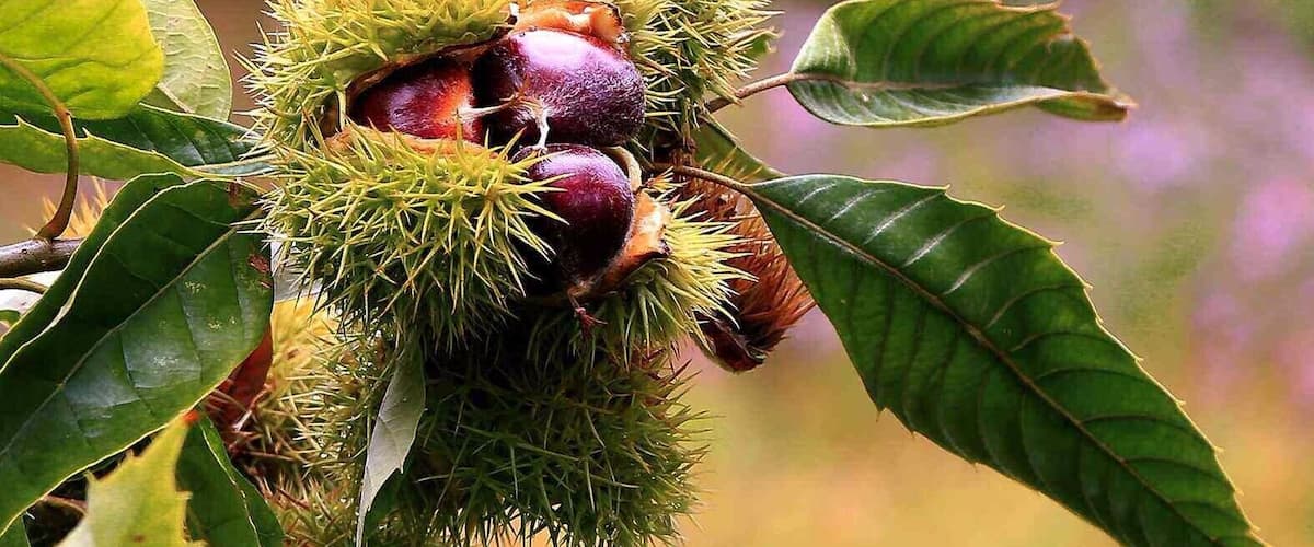 A chestnut cluster with spiky husks and green leaves.