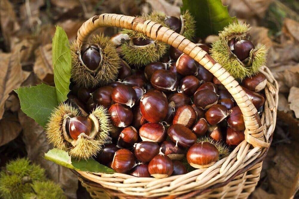 Chinese #chestnut season is coming, Kam shine bright, sweet and delicious,are you ready>_>

https://twitter.com/Beautifulgx