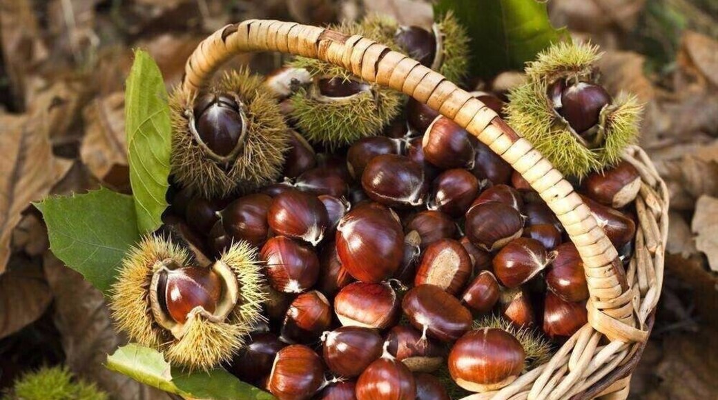 Chinese #chestnut season is coming, Kam shine bright, sweet and delicious,are you ready>_>
https://twitter.com/Beautifulgx