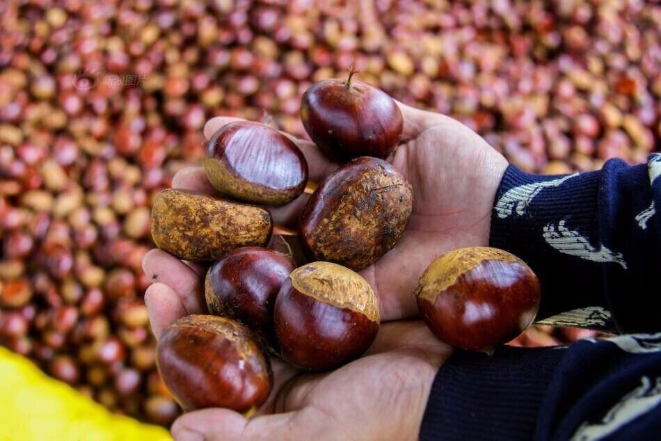 Chinese #chestnut season is coming, Kam shine bright, sweet and delicious,are you ready>_>

https://twitter.com/Beautifulgx