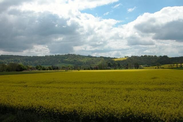 Looking over Rape fields towards South Harting.