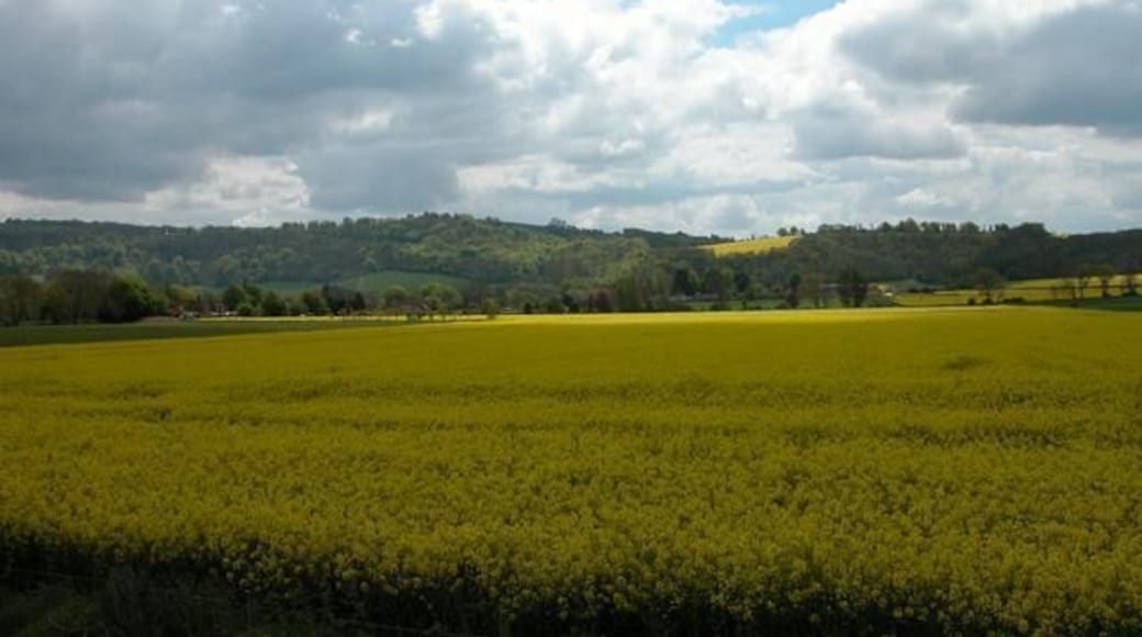Looking over Rape fields towards South Harting.