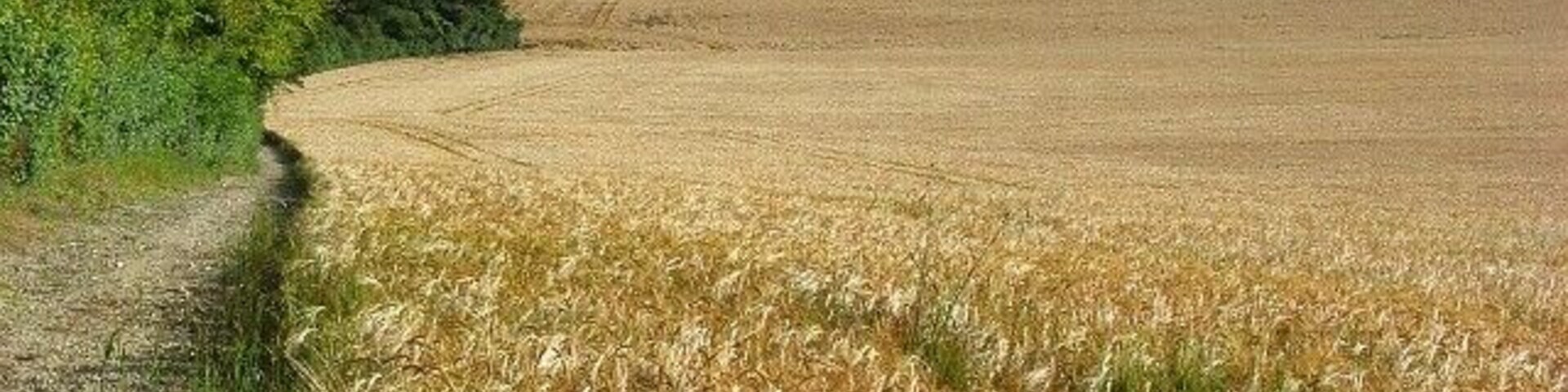 Farmland near Pitton Barley stretching across a dry valley with pastures to the left.