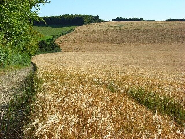 A wheat field with a dirt path and green trees in the background.