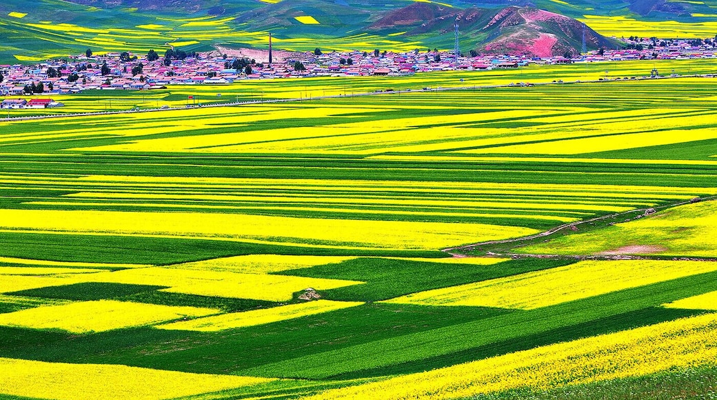 The #Menyuan Rape Flower in full bloom in this #Summer, every year from June to August is the #RapeFlower season in Qinghai. Blue sky, white clouds leisurely, beautiful villages and yellow rape flowers are fused together, the land becomes a sea of blossoming rape plants.