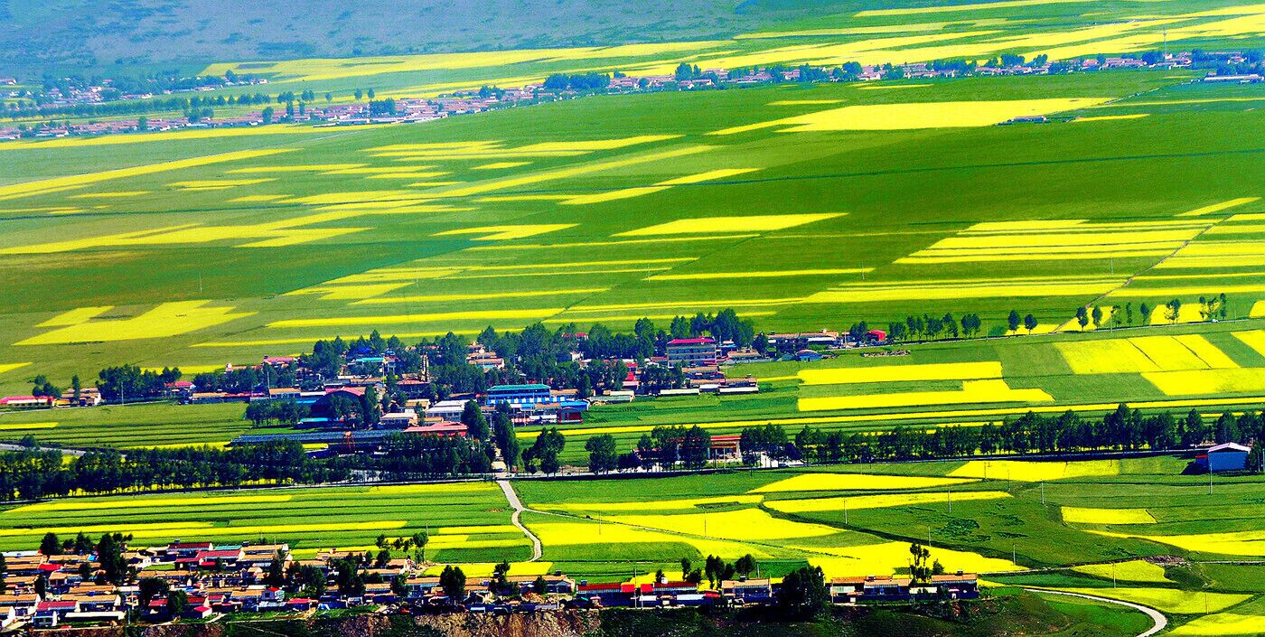 The #Menyuan Rape Flower in full bloom in this #Summer, every year from June to August is the #RapeFlower season in Qinghai. Blue sky, white clouds leisurely, beautiful villages and yellow rape flowers are fused together, the land becomes a sea of blossoming rape plants.

青海 #门源油菜花.
https://twitter.com/Beautifulgx
