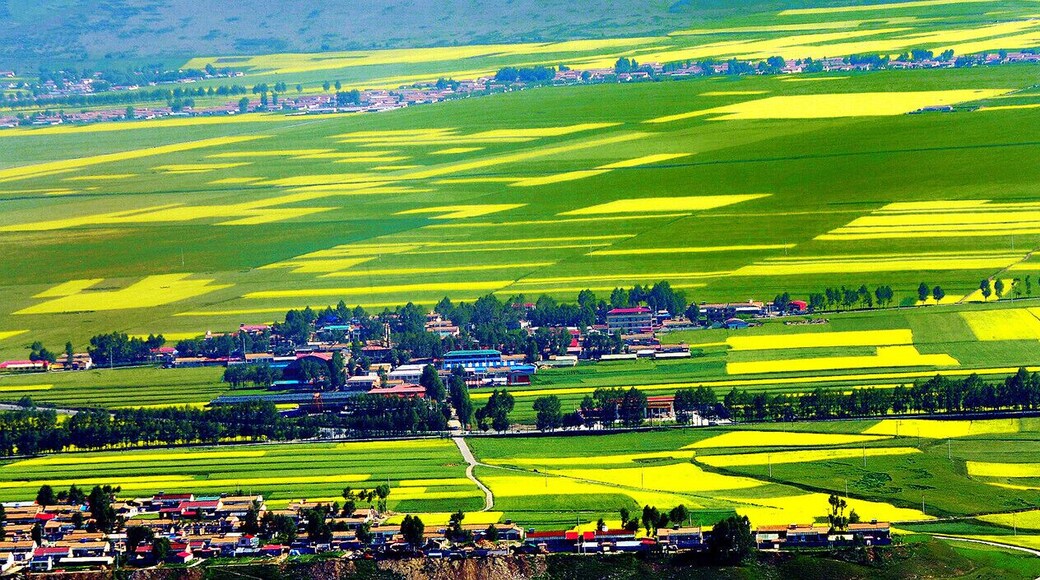 The #Menyuan Rape Flower in full bloom in this #Summer, every year from June to August is the #RapeFlower season in Qinghai. Blue sky, white clouds leisurely, beautiful villages and yellow rape flowers are fused together, the land becomes a sea of blossoming rape plants.
青海 #门源油菜花.
https://twitter.com/Beautifulgx