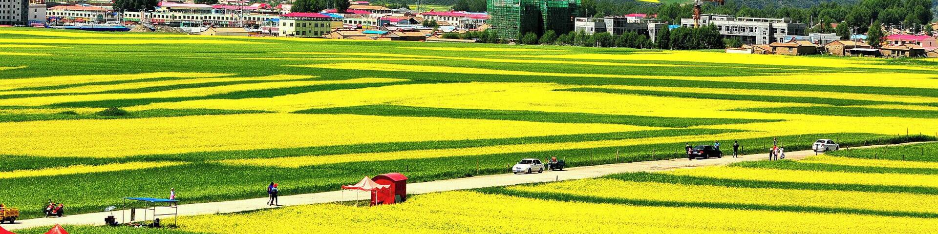 The #Menyuan Rape Flower in full bloom in this #Summer, #Qinghai province of China.
夏天相约在青海去看 #门源油菜花.
https://twitter.com/Beautifulgx