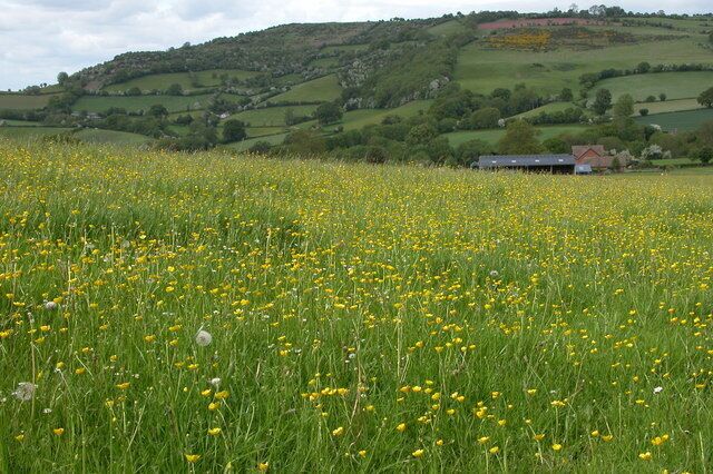 Field of Buttercups, The Bage. The farm on the other side of the field is at The Bage. Merbach Hill is in the background.