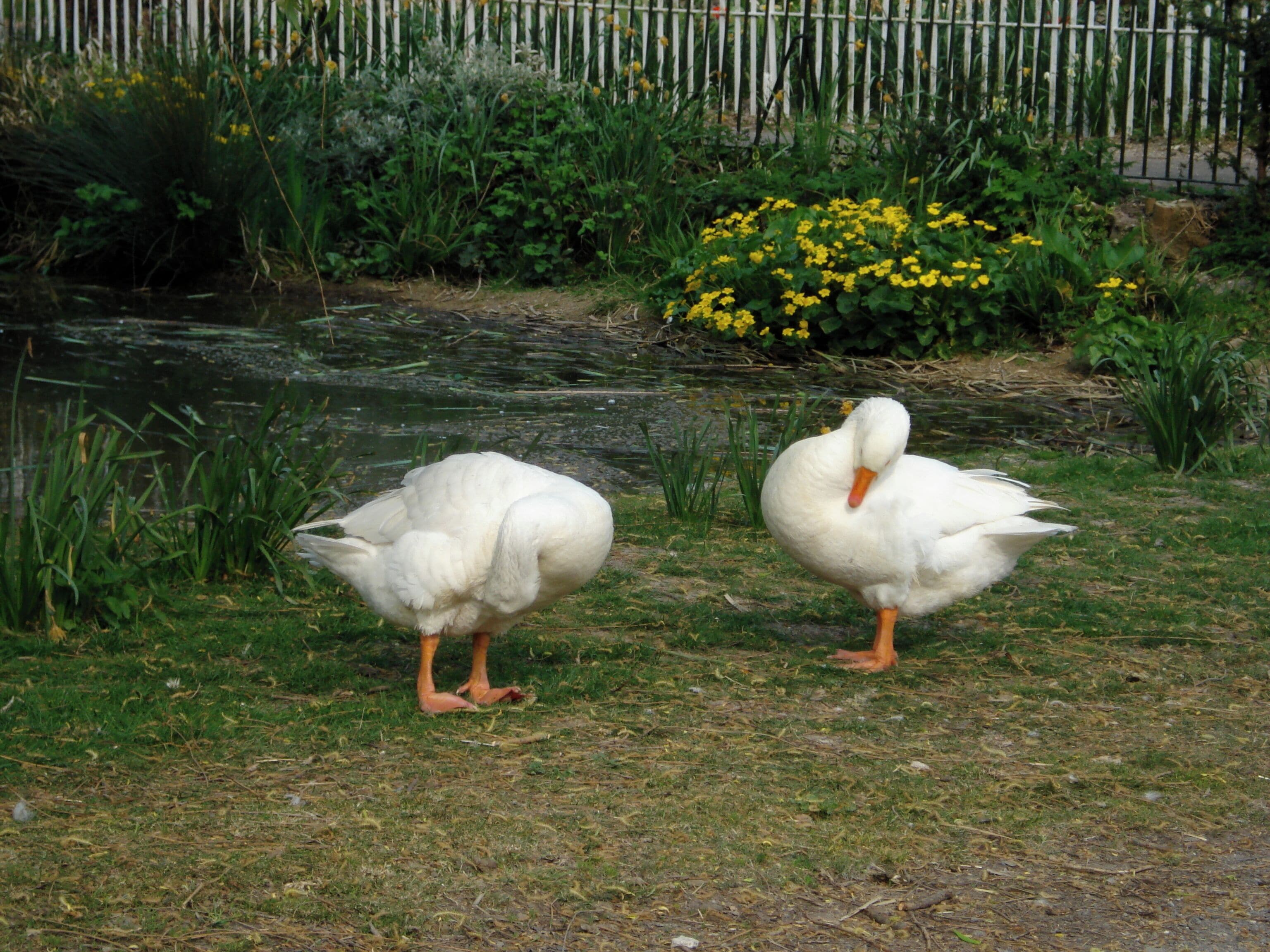 Two white geese near a pond with yellow flowers and a fence in the background.