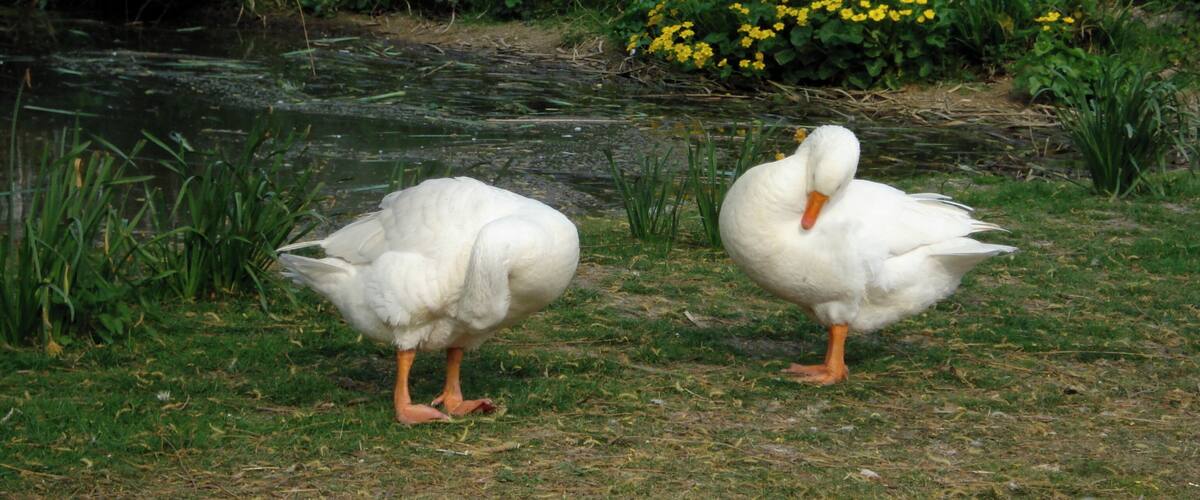 Two white geese near a pond with yellow flowers and a fence in the background.