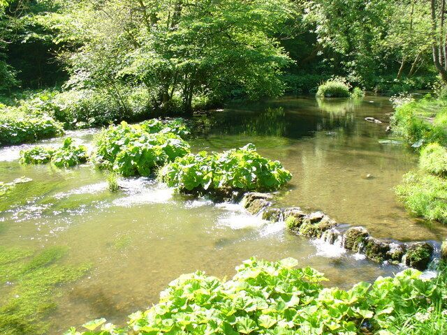 A clear stream with rocks and lush greenery.