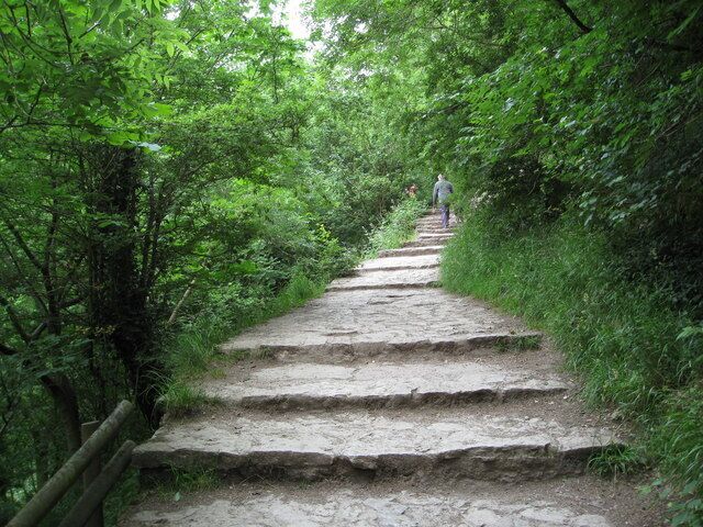 A stone staircase in a forested area.