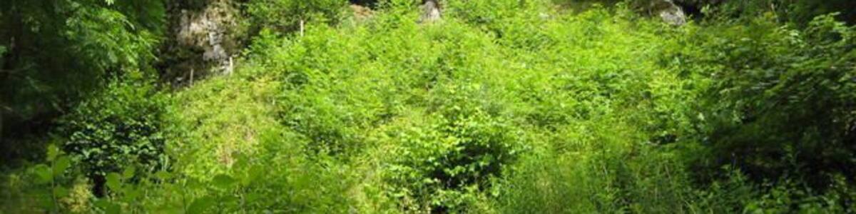 Dove Dale arch The natural arch at Reynards Cave.